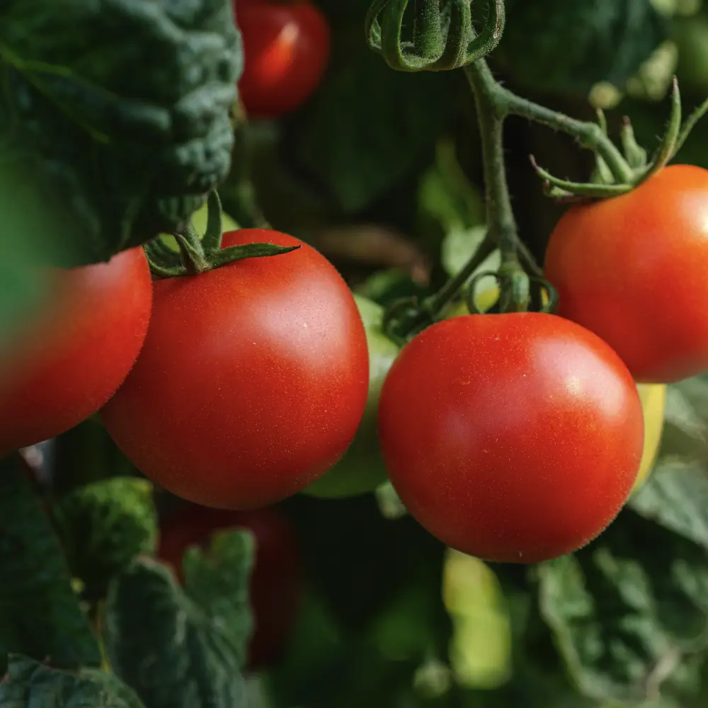 Tomatoes on the vine