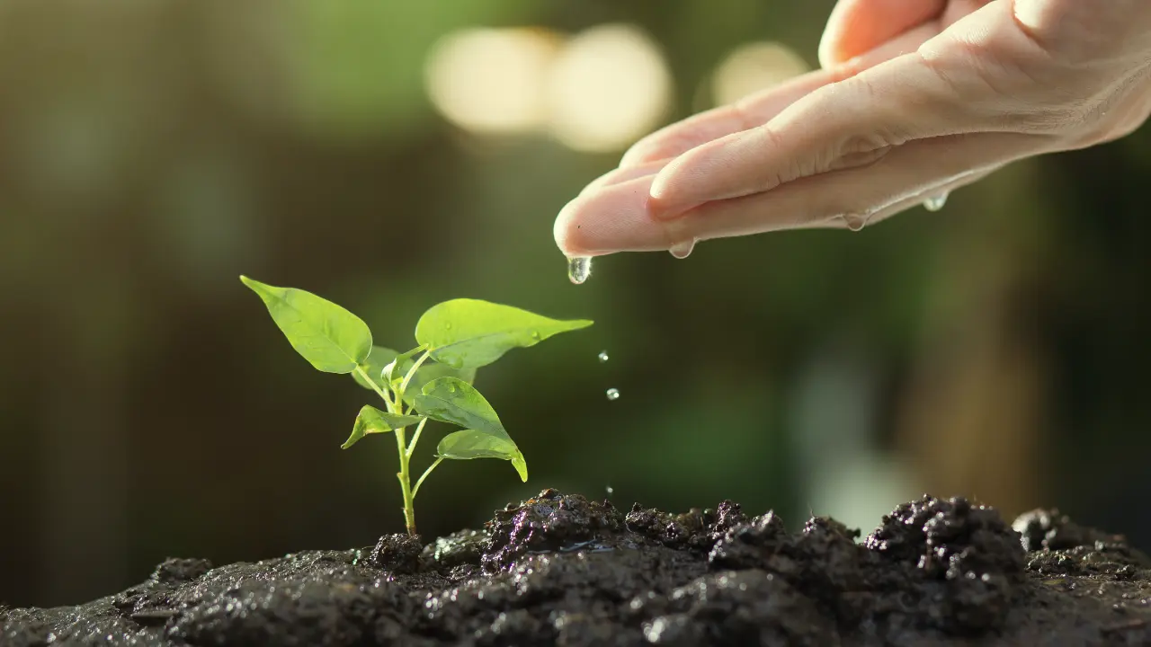 Hand watering plant in soil