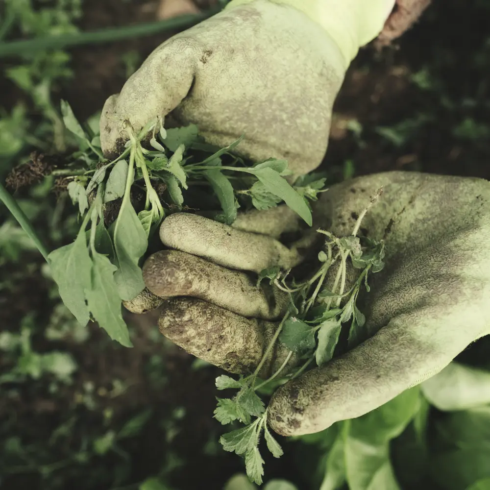 Hands in soil
